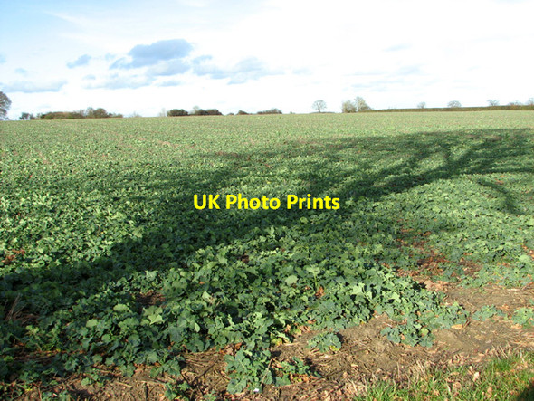 Photo 6"x4" Oilseed rape crop by Low Farm Bedingham Green c2014