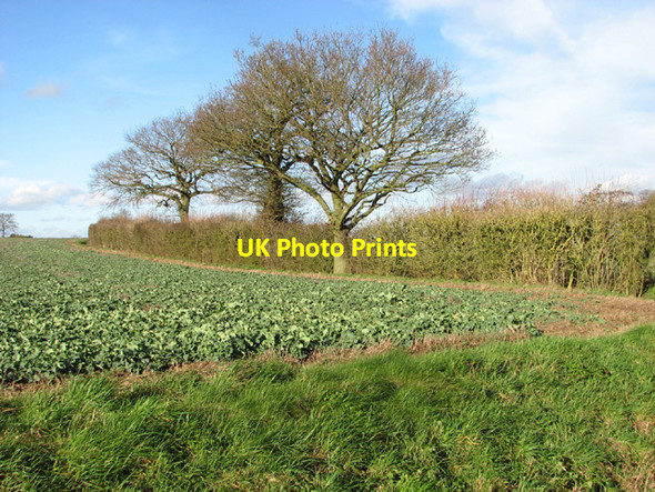 Photo 6"x4" Field boundary hedge by Low Farm Bedingham Green c2014