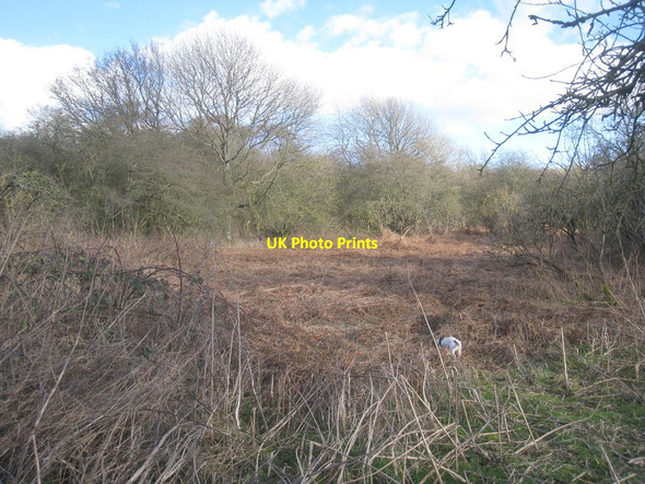 Photo 6"x4" Abandoned orchard Flixborough c2014