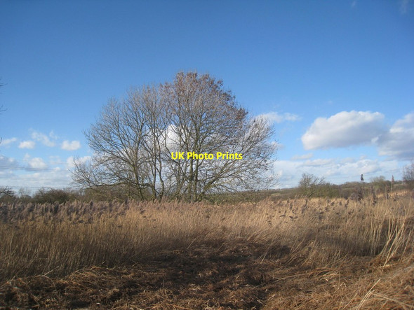 Photo 6"x4" Trees in the reed-bed Flixborough Stather c2014