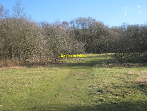 Photo 6"x4" Skippingdale Plantation Scunthorpe c2014