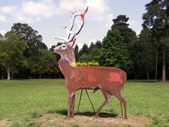 Photo 6"x4" The Lynford Stag Lynford c2010