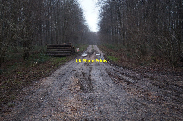 Photo 6"x4" Recent logging - Itchen Wood Couch Green c2014