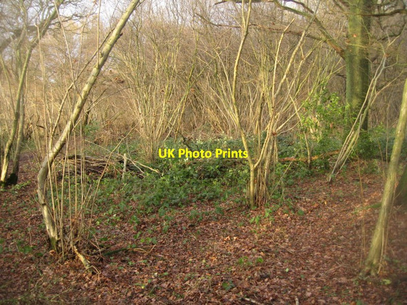 Photo 6"x4" Inside Well's Copse East Oakley c2014