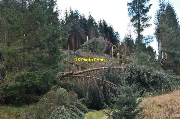 Photo 6"x4" Wind damage in Cloich Forest Shiplaw c2014