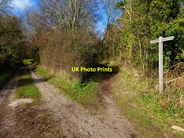 Photo 6"x4" Path junction on the edge of Rewell Wood Arundel c2014