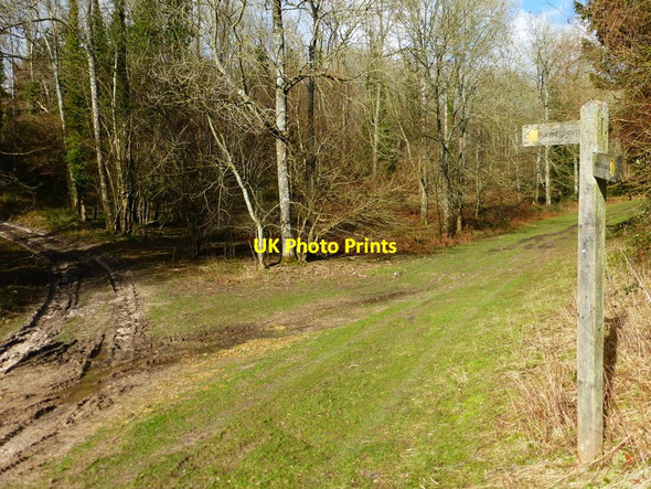 Photo 6"x4" Footpath changes direction towards Sherwood Rough Arundel c2014