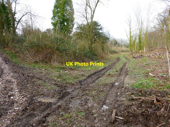 Photo 6"x4" Track going north in Sherwood Rough Arundel c2014