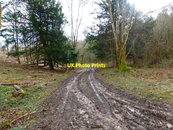 Photo 6"x4" Track going south in Sherwood Rough Arundel c2014