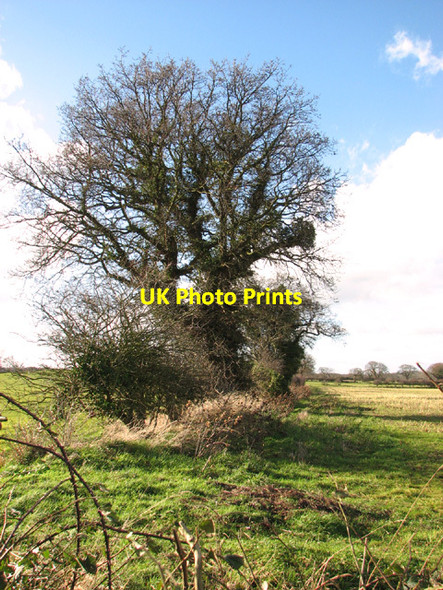 Photo 6"x4" Field boundary hedge Camps Heath c2014