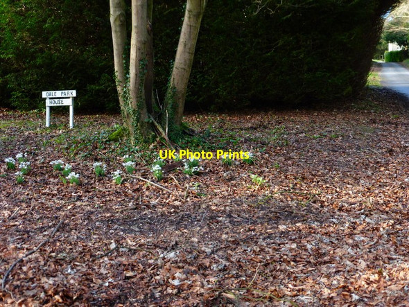 Photo 6"x4" Snowdrops at the turning to Dale Park House Madehurst c2014