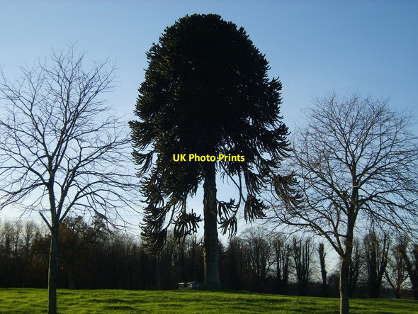 Photo 6"x4" Araucaria pine in the grounds of Catlewellan Forest Park Castlewellan c2011