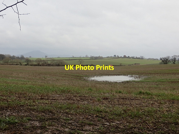 Photo 6"x4" Stubble, Pitchford Pitchford c2014