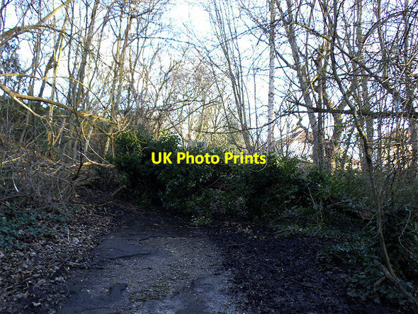 Photo 6"x4" Fallen tree in Maryon Wilson Park (2) Greenwich\/TQ3977 c2014