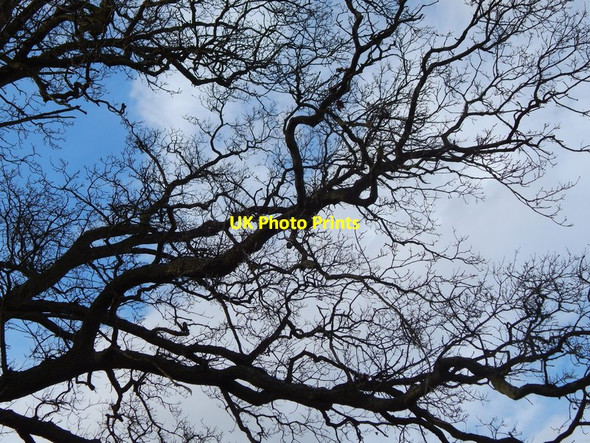 Photo 6"x4" Oak tree at Round Maple (East) (close up branch) Edwardstone c2014