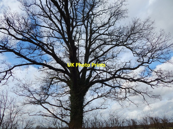 Photo 6"x4" Oak tree at Round Maple (Underneath it ) Edwardstone c2014