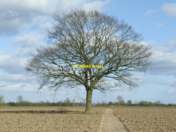 Photo 6"x4" Tree in the winter Stradbroke c2014