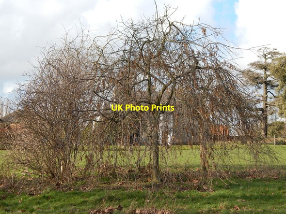 Photo 6"x4" Small trees in Whitehouse recreation ground Ipswich c2014