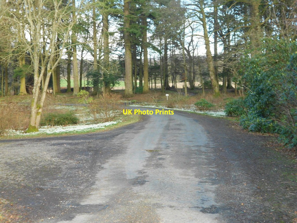 Photo 6"x4" Snowdrops near Carronbridge Carronbridge c2014