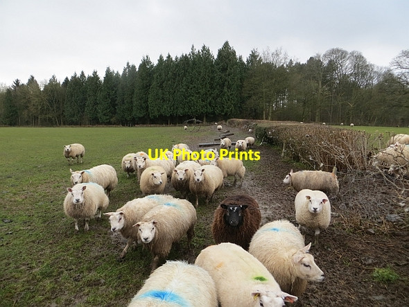 Photo 6"x4" Sarnesfield Coppice Meer Common c2014