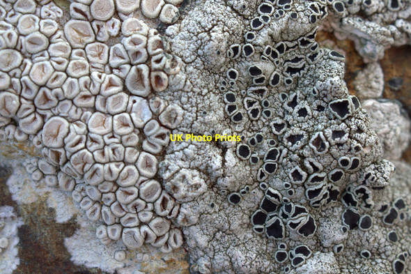 Photo 6"x4" Lichen on drystane dike, Baltasound Baliasta\/HP6009 c2014