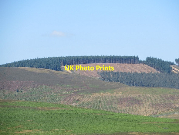 Photo 6"x4" Tree felling, Wallace's Hill Howford\/NT3136 c2013
