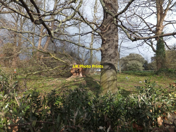Photo 6"x4" Fallen tree at Devon County Hall, Exeter Exeter c2014