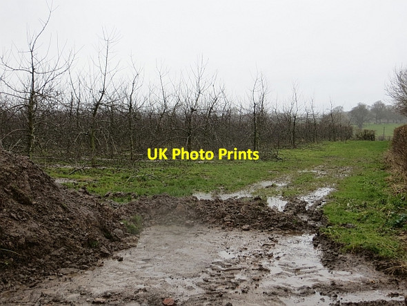 Photo 6"x4" Orchard, Moorcot Moorcot c2014