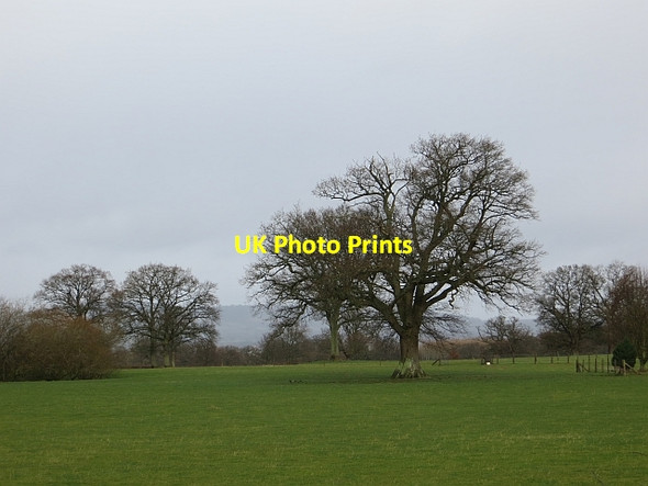Photo 6"x4" Old oaks, Bearwood Bearwood\/SO3856 c2014