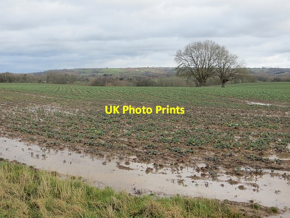Photo 6"x4" A wet field Kyrewood c2014