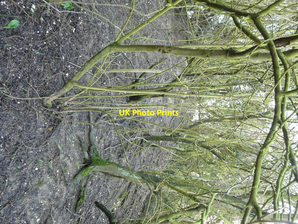 Photo 6"x4" Looking SSW along the route of the former Guilford Colliery Railway Coldred c2014