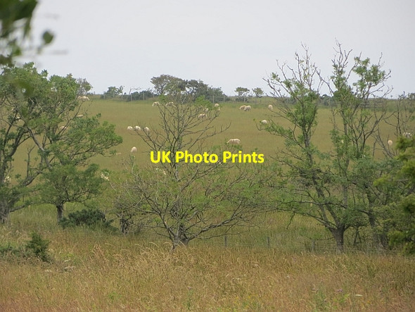 Photo 6"x4" Grazing land, Barcheskie Dundrennan c2013