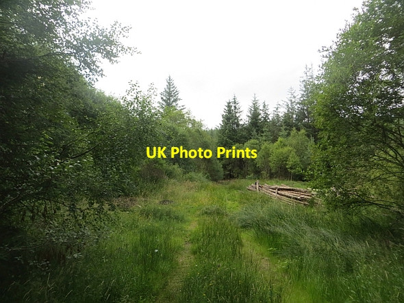 Photo 6"x4" Track, Shambellie Wood New Abbey c2013