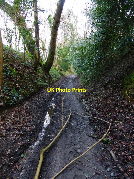 Photo 6"x4" London Lane looking south Shere c2014