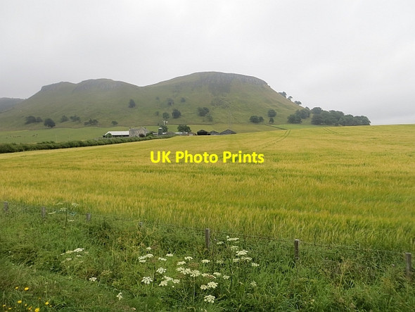 Photo 6"x4" Barley, West Brackley Gairney Bank c2013