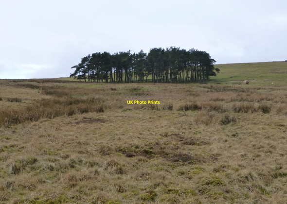 Photo 6"x4" Small wood on Heddon Hill Ilderton c2014