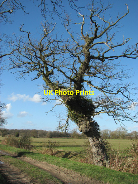 Photo 6"x4" Gnarled oak tree beside track to Frostenden Spring Sotterley c2014