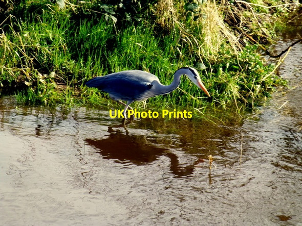 Photo 6"x4" Looking for fish, Omagh Omagh c2014