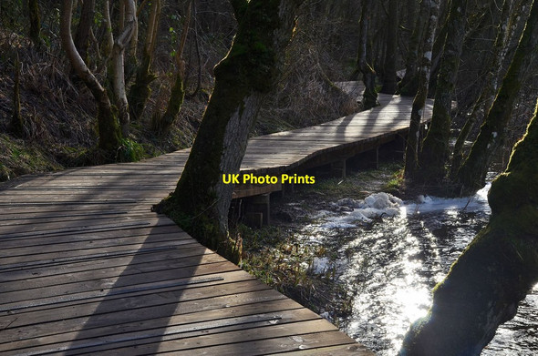 Photo 6"x4" Boardwalk by the Clyde Lanark c2014