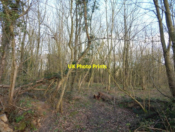 Photo 6"x4" Millfield Wood Polstead c2014