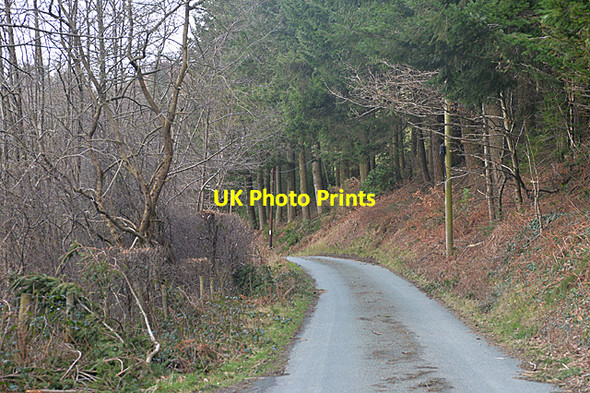 Photo 6"x4" Road past forestry Forge\/SN7699 c2014