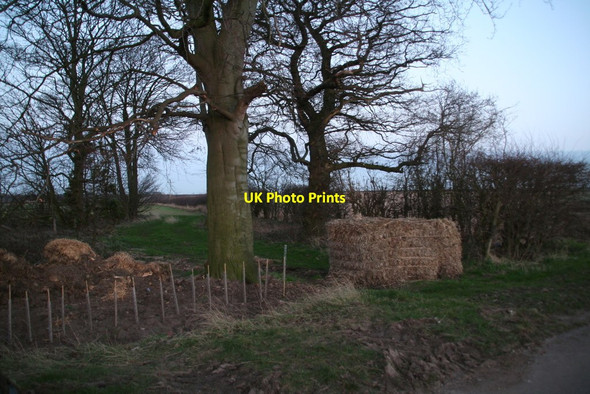 Photo 6"x4" Beeches and a bale blockade by the Burnham Road Burnham\/TA0517 c2014