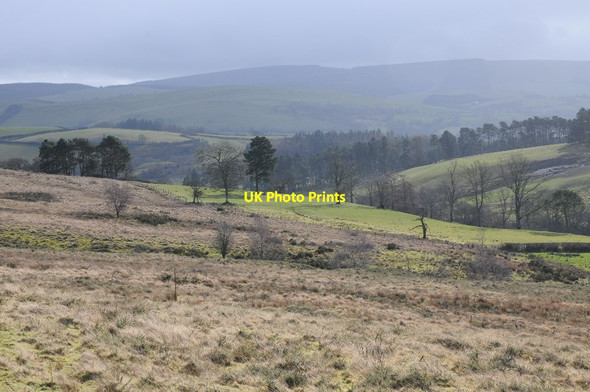 Photo 6"x4" Upland grazing Dolau\/SO1467 c2014