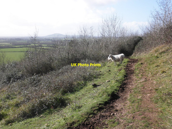 Photo 6"x4" Footpath to Webbington Compton Bishop c2014