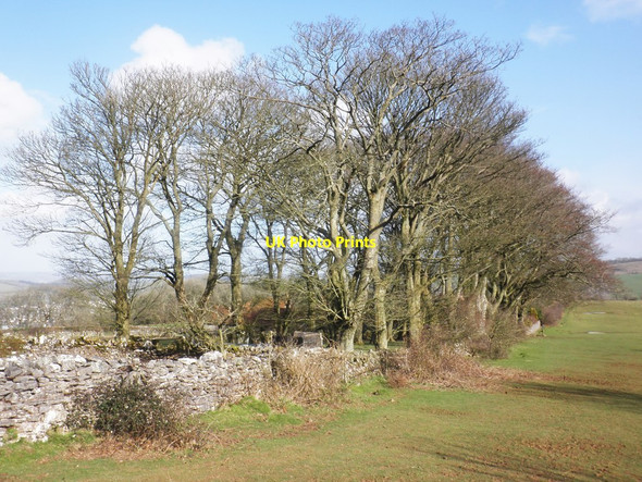 Photo 6"x4" Shelter belt at Hill Farm Compton Bishop c2014