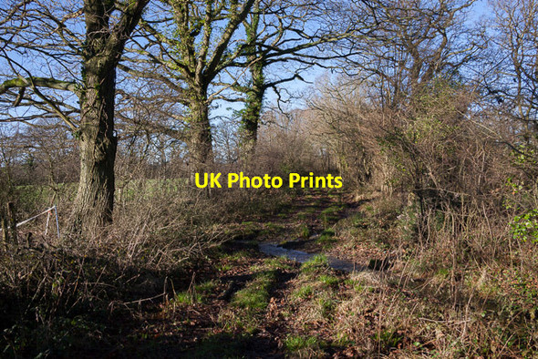 Photo 6"x4" Stream crossing The Crescent, Sciviers Lane Wintershill c2014