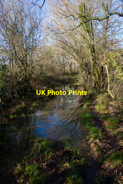 Photo 6"x4" The Crescent, Sciviers Lane Wintershill c2014