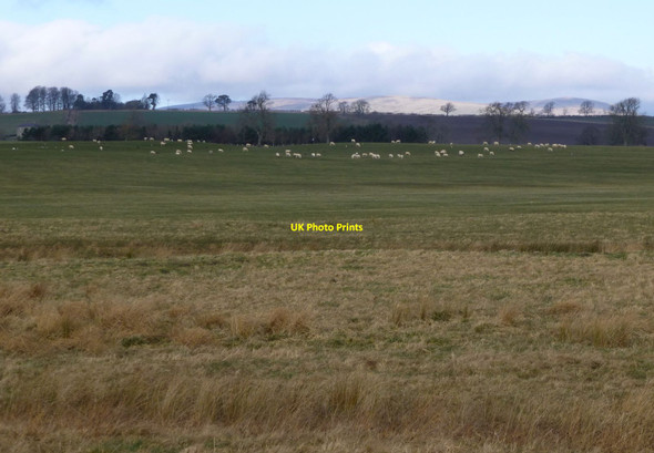 Photo 6"x4" Sheep on the better pasture High Trewhitt\/NU0005 c2014