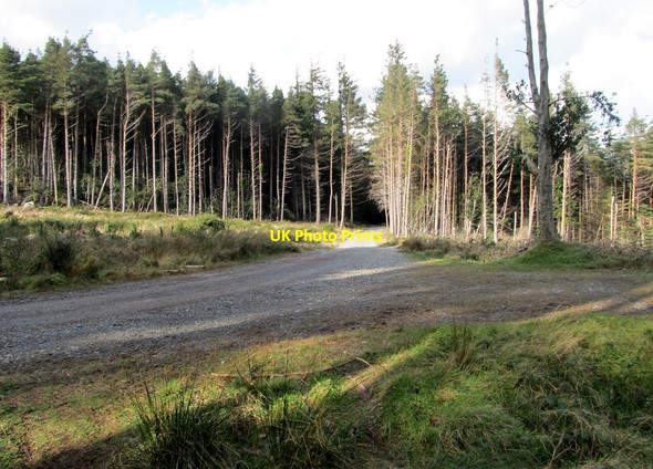 Photo 6"x4" Bend in a forest road at Donard Wood Newcastle\/J3732 c2014