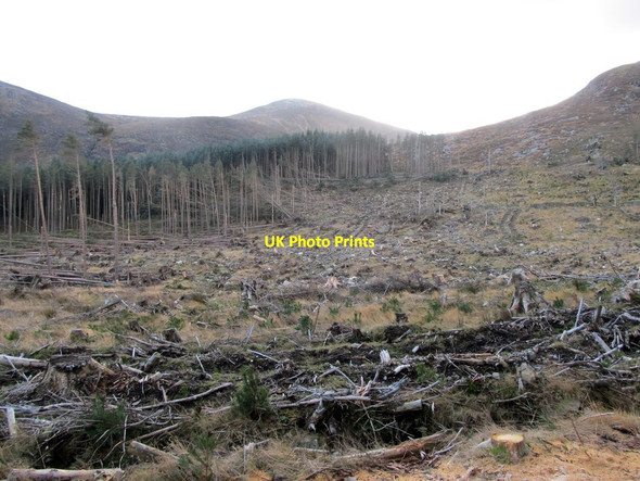 Photo 6"x4" Cut-over forest at the upper edge of Donard Wood Newcastle\/J3732 c2014